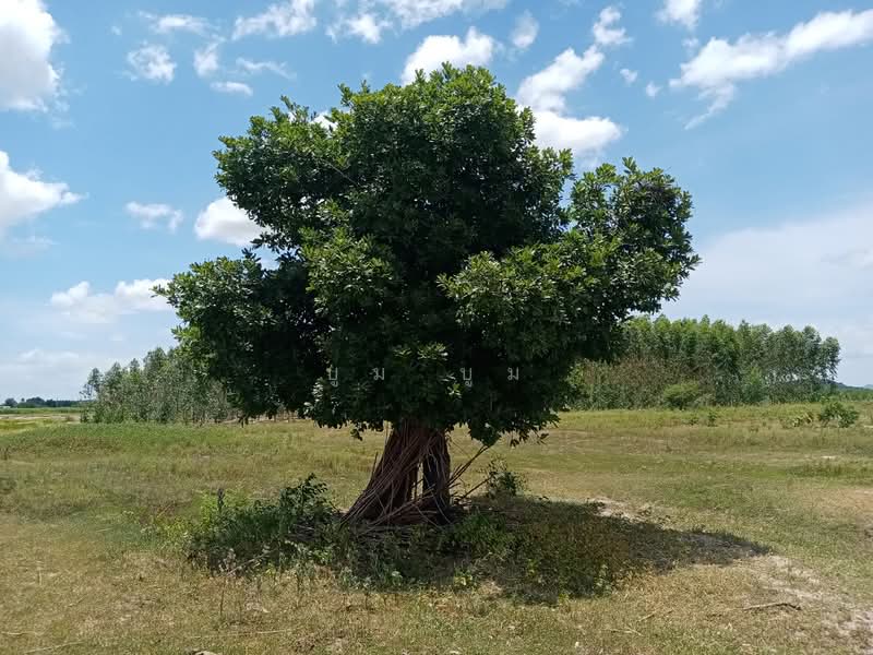 ขายที่ดิน โฉนด 12ไร่ ต.หนองตากยา อ.ท่าม่วง จ.กาญจนบุรี หลังวัดทะเลสาบ 1กม.กว่า ไร่ละ 240,000, Kanchanaburi, Nong Tak Ya, Tha Muang, Kanchanaburi, , 19,220 sqm, Land For Sale, by Kittisap Lertharn, 11184257 - DDproperty.com