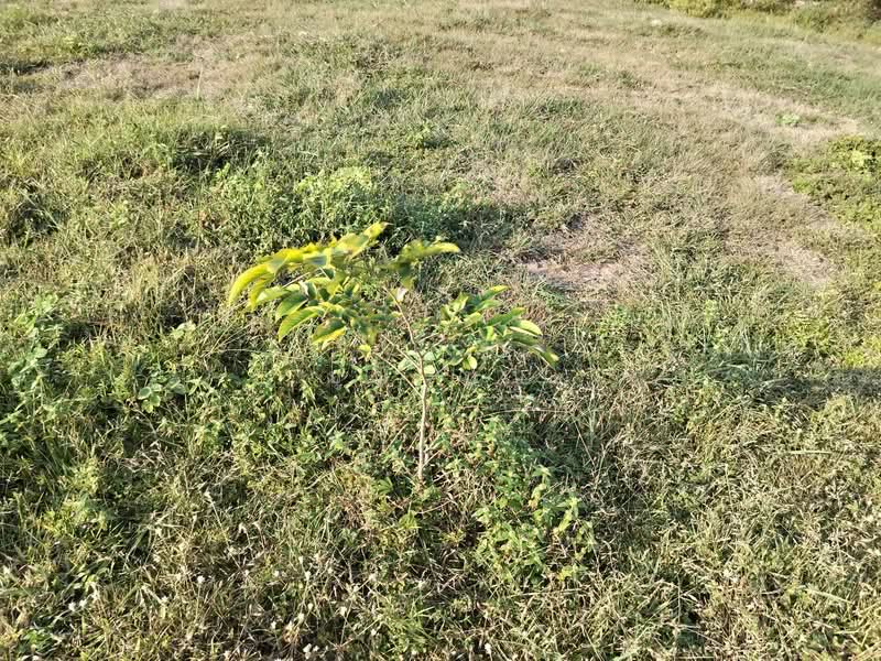 ขายที่ดิน โฉนด 12ไร่ ต.หนองตากยา อ.ท่าม่วง จ.กาญจนบุรี หลังวัดทะเลสาบ 1กม.กว่า ไร่ละ 240,000, Kanchanaburi, Nong Tak Ya, Tha Muang, Kanchanaburi, , 19,220 sqm, Land For Sale, by Kittisap Lertharn, 11184257 - DDproperty.com