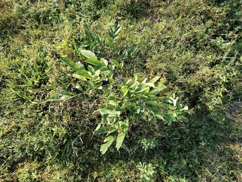 ขายที่ดิน โฉนด 12ไร่ ต.หนองตากยา อ.ท่าม่วง จ.กาญจนบุรี หลังวัดทะเลสาบ 1กม.กว่า ไร่ละ 240,000, Kanchanaburi, Nong Tak Ya, Tha Muang, Kanchanaburi, , 19,220 sqm, Land For Sale, by Kittisap Lertharn, 11184257 - DDproperty.com