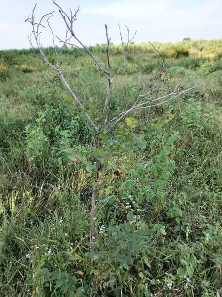 ขายที่ดิน โฉนด 12ไร่ ต.หนองตากยา อ.ท่าม่วง จ.กาญจนบุรี หลังวัดทะเลสาบ 1กม.กว่า ไร่ละ 240,000, Kanchanaburi, Nong Tak Ya, Tha Muang, Kanchanaburi, , 19,220 sqm, Land For Sale, by Kittisap Lertharn, 11184257 - DDproperty.com