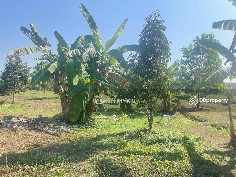 For Sale - Sale land 44 rai main road Nong Khla Tah mai Chantaburi near sukhumvit rd, with Durian tree age4.5 y, Chanthaburi