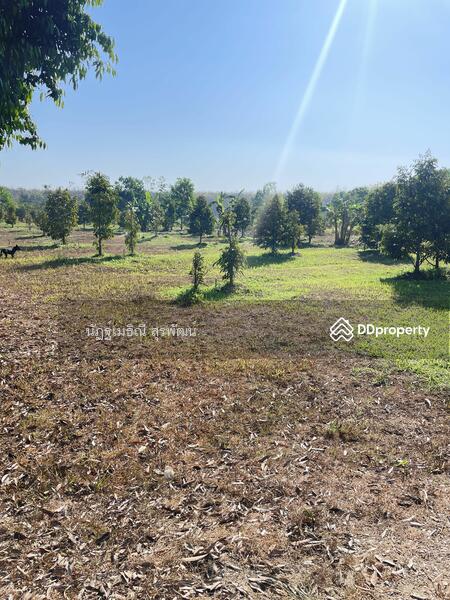For Sale - Sale land 44 rai main road Nong Khla Tah mai Chantaburi near sukhumvit rd, with Durian tree age4.5 y, Chanthaburi