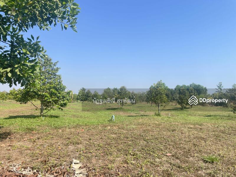 For Sale - Sale land 44 rai main road Nong Khla Tah mai Chantaburi near sukhumvit rd, with Durian tree age4.5 y, Chanthaburi