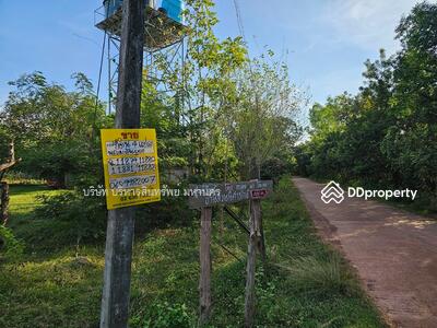 ขาย - ที่ดินพร้อมต้นยูคาลิปตัส อ.เซกา จ.บึงกาฬ เนื้อที่ 23 ไร่เศษ, บึงกาฬ