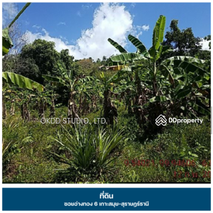 ขาย - ที่ดินเกาะสมุย ซอยอ่างทอง 6 สุราษฎร์ธานี : Soi Ang Thong 6, Koh Samui-Surat Thani,สุราษฏร์ธานี, สุราษฎร์ธานี
