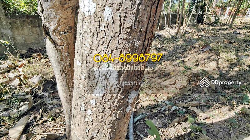 For Sale - House for sale with land, sakon nakhon, huai yang subdistrict,914 sq.war, Sakon Nakhon