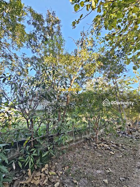 For Sale - House for sale with land, sakon nakhon, huai yang subdistrict,914 sq.war, Sakon Nakhon