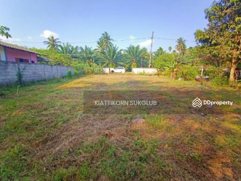 พื้นที่, Nakhon Si Thammarat, - -, Sao Thong, Ron Phi Pun, Nakhon Si Thammarat, , 4,264 sqm, Land For Sale, by KIATTIKORN SUKGLUB, 11243478 - DDproperty.com