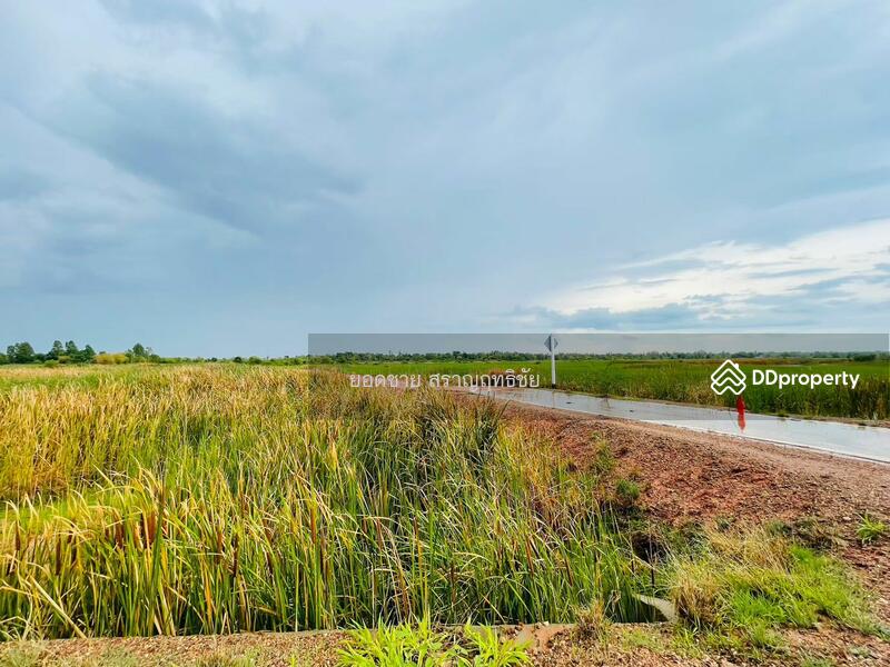 ขายที่ดิน 9-2-67.7 ไร่ ติดถนนวงแหวนรอบเมือง 290 ทิศเหนือ ตอน2 โคราช ติดถนน 2 ด้าน ไร่ละ 1.8 ล้านบาท, นครราชสีมา, ถนนวงแหวนรอบเมือง 290 ทิศเหนือ ตอน2, กำปัง, โนนไทย, นครราชสีมา, 15,471 ตร.ม., ที่ดิน ขาย, โดย ยอดชาย สราญฤทธิชัย, 11254065 - DDproperty.com