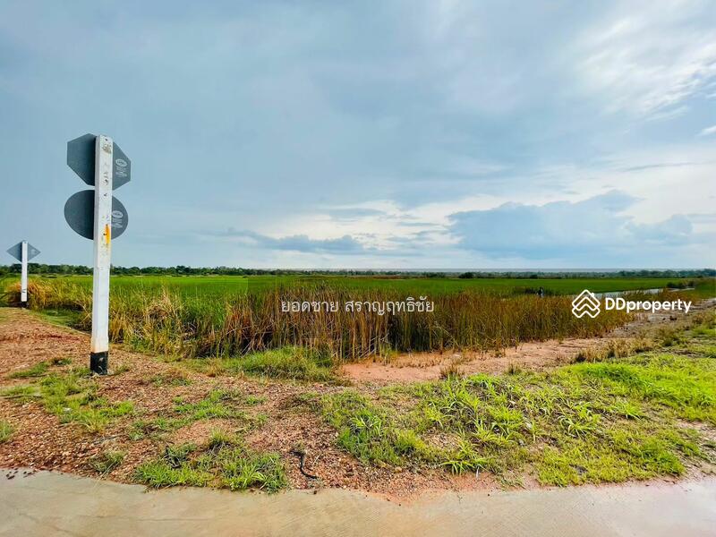 ขายที่ดิน 9-2-67.7 ไร่ ติดถนนวงแหวนรอบเมือง 290 ทิศเหนือ ตอน2 โคราช ติดถนน 2 ด้าน ไร่ละ 1.8 ล้านบาท, นครราชสีมา, ถนนวงแหวนรอบเมือง 290 ทิศเหนือ ตอน2, กำปัง, โนนไทย, นครราชสีมา, 15,471 ตร.ม., ที่ดิน ขาย, โดย ยอดชาย สราญฤทธิชัย, 11254065 - DDproperty.com