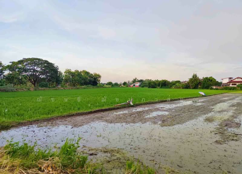 ขายที่ดิน 13-2-50 ไร่ ใกล้ถนนบายพาสฝั่งตะวันออก ตรงข้ามสนามบินเชียงราย, เชียงราย, ถนนเลี่ยงเมืองตะวันออก เชียงราย, บ้านดู่, เมืองเชียงราย, เชียงราย, 21,800 ตร.ม., ที่ดิน ขาย, โดย ฌัชษชี ฌัชปภาส์มณ, 11255721 - DDproperty.com