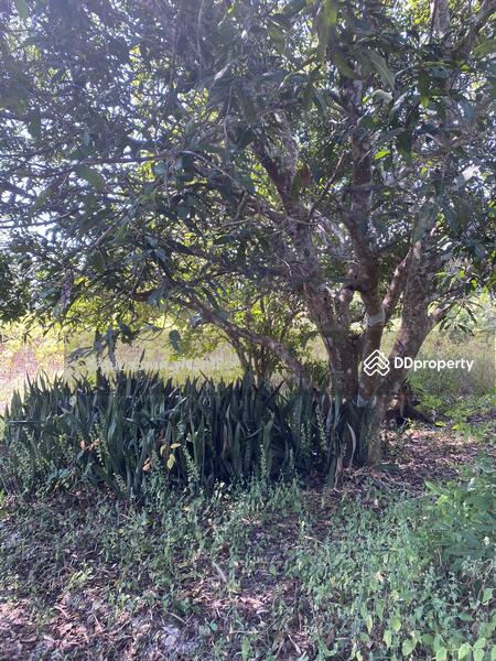 For Sale - พุน้ำร้อนหินดาด 34 ไร่, Kanchanaburi