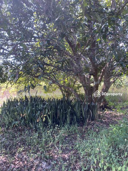 For Sale - พุน้ำร้อนหินดาด 34 ไร่, Kanchanaburi