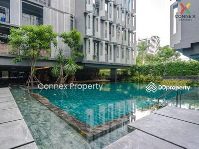 ขาย - Siamese Gioia : ไซมิส จอยญ่า, กรุงเทพ