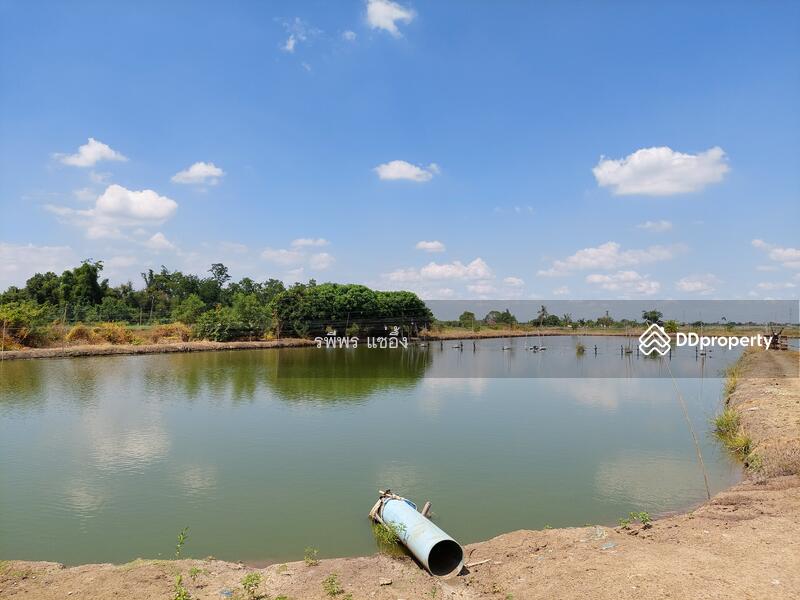 ขายที่ดิน ต. ดอนข่อย อ. กำแพงแสน นครปฐม, Nakhon Pathom, Don Khoi, Kamphaeng Saen, Nakhon Pathom, , 49,260 sqm, Land For Sale, by รพีพร แซ่อึ้ง, 11302778 - DDproperty.com