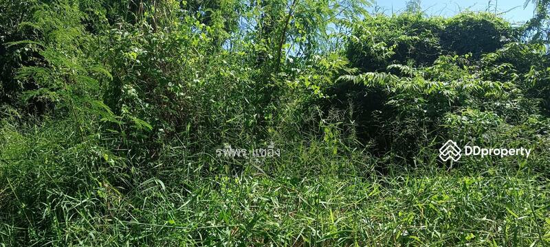 Land for sale, Saraburi, Dao Ruang, Muang Saraburi, Saraburi, , 8,772 sqm, Land For Sale, by รพีพร แซ่อึ้ง, 11321833 - DDproperty.com