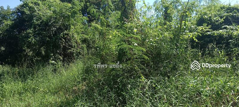 Land for sale, Saraburi, Dao Ruang, Muang Saraburi, Saraburi, , 8,772 sqm, Land For Sale, by รพีพร แซ่อึ้ง, 11321833 - DDproperty.com