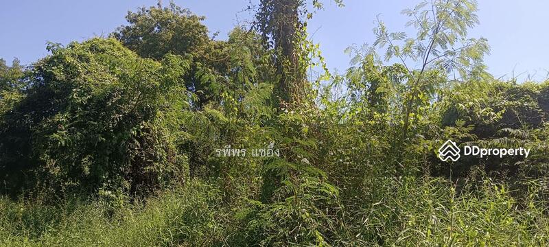 ขายที่ดิน ตำบลดาวเรือง อำเถอเมือง จ. สระบุรี, สระบุรี, ดาวเรือง, เมืองสระบุรี, สระบุรี, 8,772 ตร.ม., ที่ดิน ขาย, โดย รพีพร แซ่อึ้ง, 11321833 - DDproperty.com