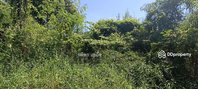 Land for sale, Saraburi, Dao Ruang, Muang Saraburi, Saraburi, , 8,772 sqm, Land For Sale, by รพีพร แซ่อึ้ง, 11321833 - DDproperty.com
