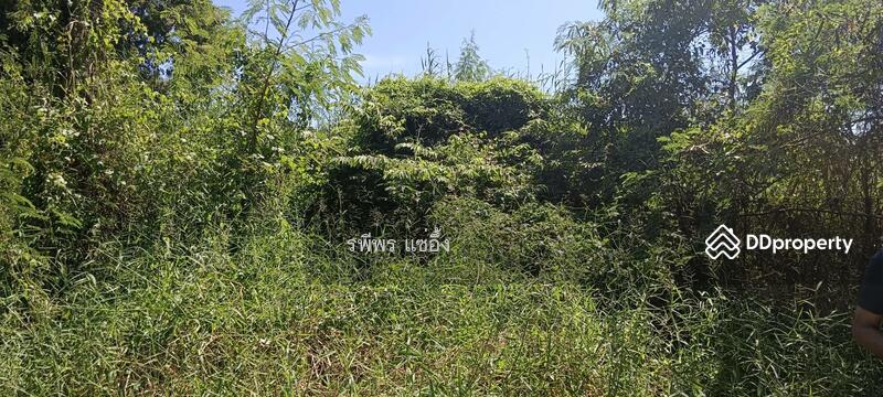 Land for sale, Saraburi, Dao Ruang, Muang Saraburi, Saraburi, , 8,772 sqm, Land For Sale, by รพีพร แซ่อึ้ง, 11321833 - DDproperty.com