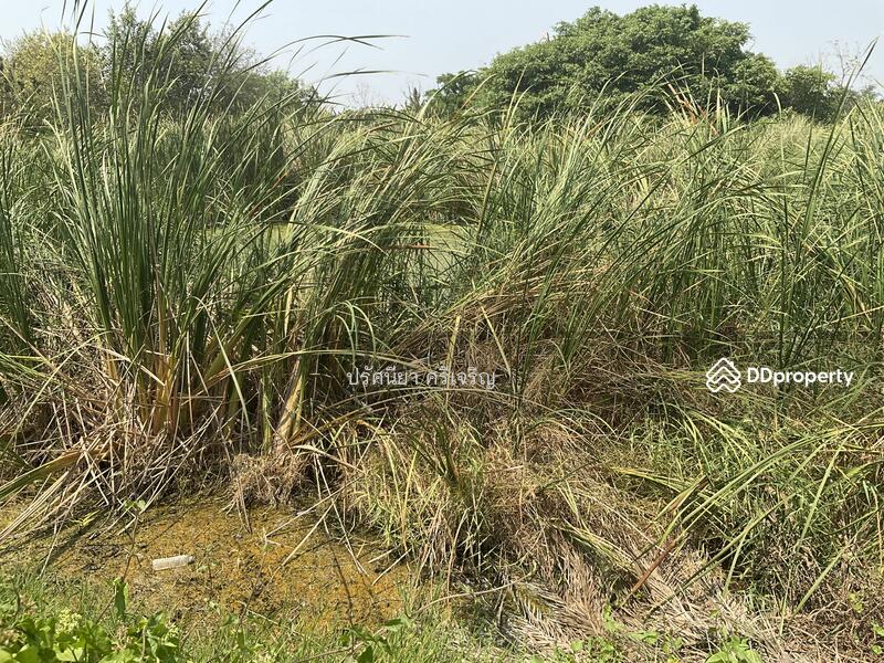 ขายที่ดินรังสิต องครักษ์ คลอง6 ใกล้ม.ราชมงคลธัญบุรี ห่าง 10 กิโล กว้าง 41ม.ลึก82.5ม.ขายวาละ 10,000บ., Pathum Thani, 100 รังสิตองครักษ์คลอง6, Rangsit, Thanyaburi, Pathum Thani, , 4,960 sqm, Land For Sale, by ปรัศนียา ศรีเจริญ, 11336889 - DDproperty.com