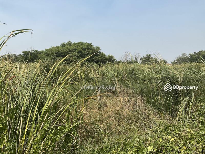 ขายที่ดินรังสิต องครักษ์ คลอง6 ใกล้ม.ราชมงคลธัญบุรี ห่าง 10 กิโล กว้าง 41ม.ลึก82.5ม.ขายวาละ 10,000บ., ปทุมธานี, 100 รังสิตองครักษ์คลอง6, รังสิต, ธัญบุรี, ปทุมธานี, 4,960 ตร.ม., ที่ดิน ขาย, โดย ปรัศนียา ศรีเจริญ, 11336889 - DDproperty.com