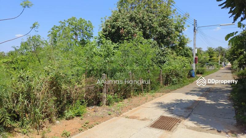 ขาย - ขายที่ดิน 400 ตรว. ห่างจากถนนมิตรภาพ 900 เมตร ถ.แผ่นดินธรรม อ.สีคิ้ว, นครราชสีมา