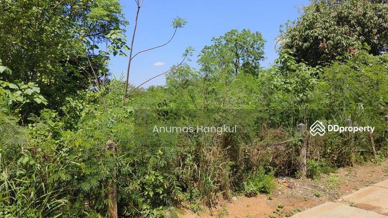 ขาย - ขายที่ดิน 400 ตรว. ห่างจากถนนมิตรภาพ 900 เมตร ถ.แผ่นดินธรรม อ.สีคิ้ว, นครราชสีมา