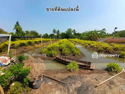 ขาย - -, นนทบุรี