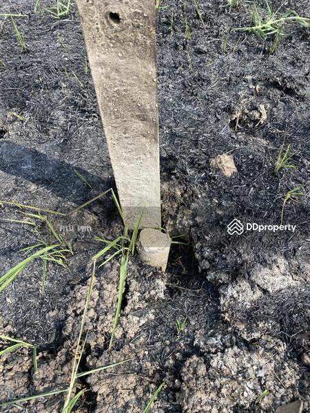 ที่ดิน แขวงลำไทร เขต ลำลูกกา, ปทุมธานี, ลำลูกกา, ลำไทร, ลำลูกกา, ปทุมธานี, 1,784 ตร.ม., ที่ดิน ขาย, โดย คุณ เซล, 11368455 - DDproperty.com