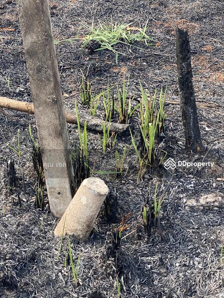 ขาย - ที่ดิน แขวงลำไทร เขตลำลูกกา, ปทุมธานี
