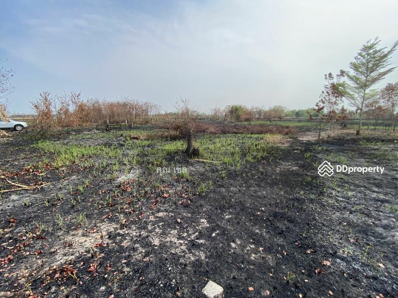 ขาย - ที่ดิน แขวงลำไทร เขตลำลูกกา, ปทุมธานี