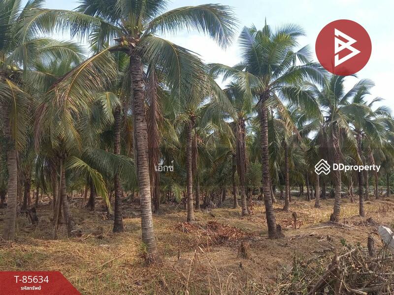 For Sale - ที่ดินสวนมะพร้าว สามพราน นครปฐม, Nakhon Pathom