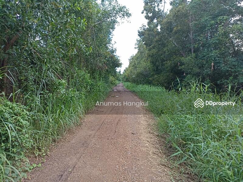 ที่ดิน 60 ไร่ คลอง 12 หนองเสือ, ปทุมธานี, หนองสามวัง, หนองเสือ, ปทุมธานี, 96,096 ตร.ม., ที่ดิน ขาย, โดย Anumas Hangkul, 11386962 - DDproperty.com