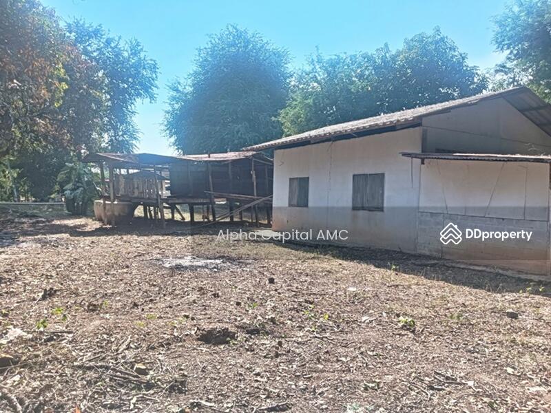 Sale Land with Building L4_4_0343_G01, Chai Nat, 136 ถนนบ้านท่า บ้านหลวง-บ้านพราน (ชน.3133), Wang Kai Thuan, Han Kha, Chai Nat, 1 Bedroom, 161 sqm, Single Detached House For Sale, by Alpha Capital AMC, 11416767 - DDproperty.com