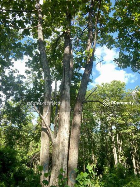 For Sale - Golden teak plantation for sale, Li District, Lamphun., Lamphun