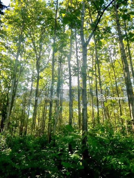 For Sale - Golden teak plantation for sale, Li District, Lamphun., Lamphun