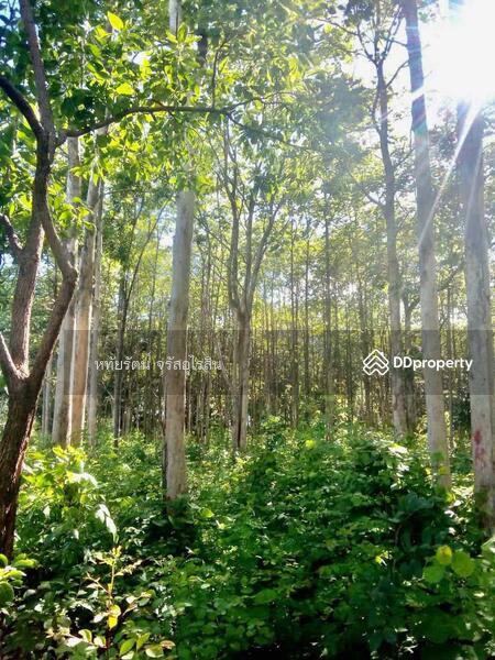 For Sale - Golden teak plantation for sale, Li District, Lamphun., Lamphun