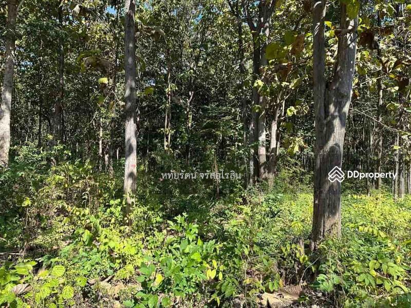 For Sale - Golden teak plantation for sale, Li District, Lamphun., Lamphun
