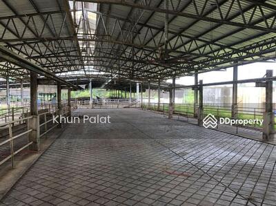 ขาย - ขาย - ที่ดิน พร้อมฟาร์มโคนม เนื้อที่ 115 ไร่ อ.เอราวัณ จ.เลย ติดถนน และ แหล่งน้ำ, เลย