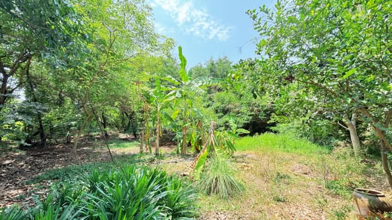 บ้านเดี่ยวหนองจอก กรุงเทพมหานคร, กรุงเทพ, โคกแฝด, หนองจอก, กรุงเทพ, 150 ตร.ม., บ้านเดี่ยว ขาย, โดย ลิลลี่, 11448736 - DDproperty.com