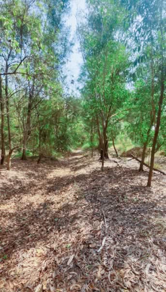 บ้านเดี่ยวหนองจอก กรุงเทพมหานคร, กรุงเทพ, โคกแฝด, หนองจอก, กรุงเทพ, 150 ตร.ม., บ้านเดี่ยว ขาย, โดย ลิลลี่, 11448736 - DDproperty.com