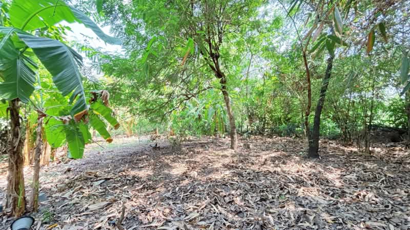 บ้านเดี่ยวหนองจอก กรุงเทพมหานคร, กรุงเทพ, โคกแฝด, หนองจอก, กรุงเทพ, 150 ตร.ม., บ้านเดี่ยว ขาย, โดย ลิลลี่, 11448736 - DDproperty.com