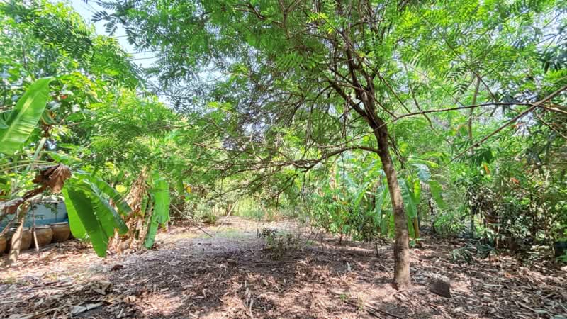 บ้านเดี่ยวหนองจอก กรุงเทพมหานคร, กรุงเทพ, โคกแฝด, หนองจอก, กรุงเทพ, 150 ตร.ม., บ้านเดี่ยว ขาย, โดย ลิลลี่, 11448736 - DDproperty.com