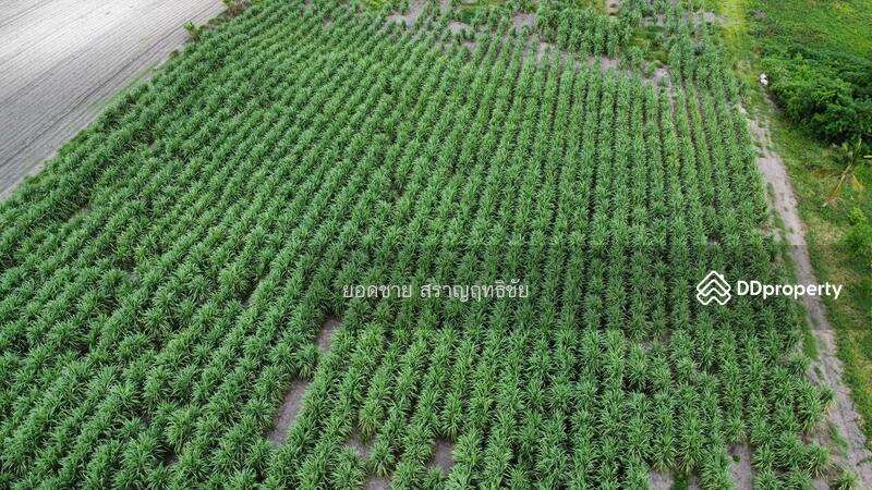 ขาย - ขายที่ดิน 25 ไร่ ริมถนนซอยพิบูลย์อนุสรณ์ พระพุทธบาท สระบุรี 15 ล้านบาท, สระบุรี