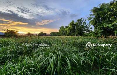 ขาย - เมืองพิจิตร, พิจิตร