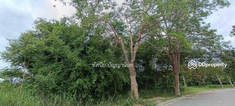 หมู่ 2 ตำบลสามพระยา อำเภอชะอำ เพชรบุรี 76120, เพชรบุรี, สามพระยา, ชะอำ, เพชรบุรี, 3,347 ตร.ม., ที่ดิน ขาย, โดย ทัศนีย์ ปัญญานันท์, 11490762 - DDproperty.com