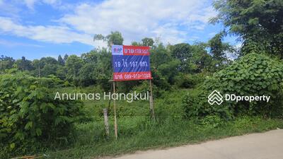 ขาย - ที่ดินราคาถูก ในพื้นที่ชุมชน แหล่งท่องเที่ยว พื้นที่ชุมชนเมือง ผังเมืองสีชมพู, เชียงราย