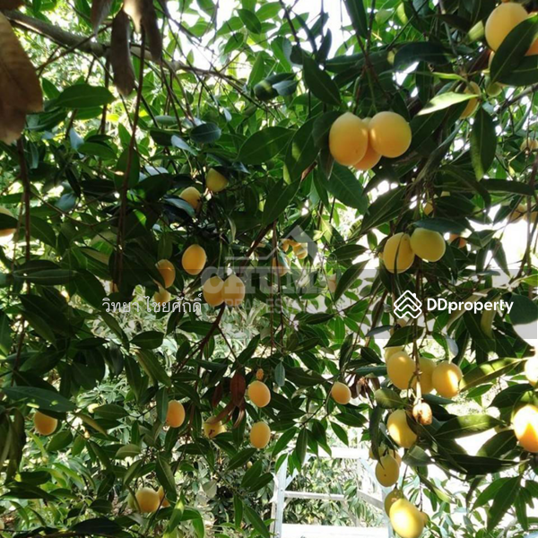 For Sale - House with Land and Fruit Trees, Ban Laeng, Mueang Rayong, Rayong