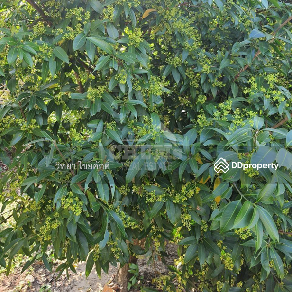 For Sale - House with Land and Fruit Trees, Ban Laeng, Mueang Rayong, Rayong